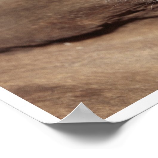 Poster Souris Mignonne, Gris (Coin)