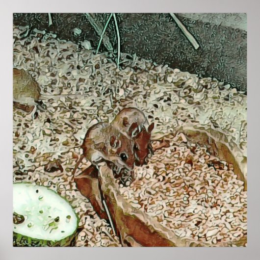 Poster souris naine (Devant)