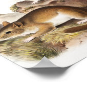 Poster Souris Neotoma des Rocheuses (Neotoma Drummondii) (Coin)