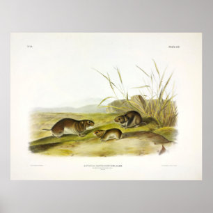 Poster Souris-pré à joues jaunes, Taiga Vole par Audubon