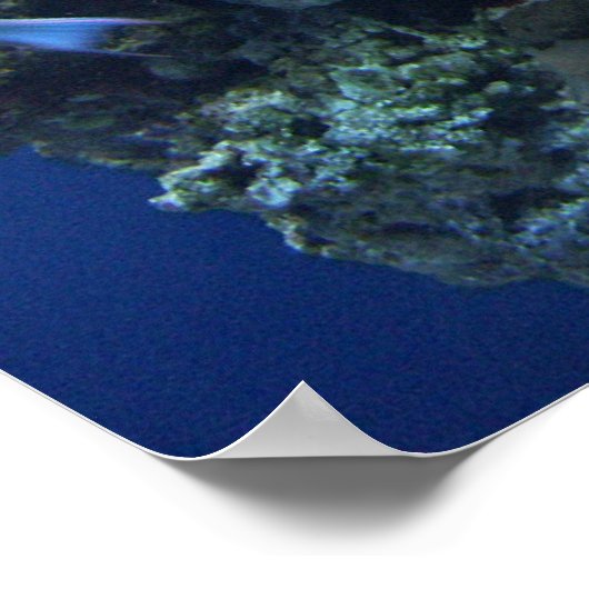 Poster Sous la mer (Coin)