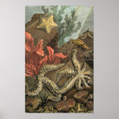 Poster Sous la mer (Devant)