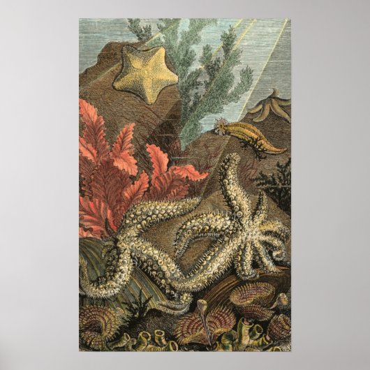 Poster Sous la mer (Devant)