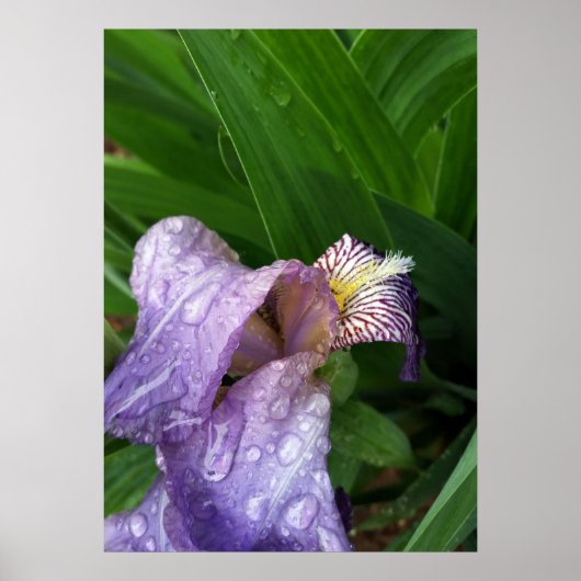 Poster sous la pluie (Devant)
