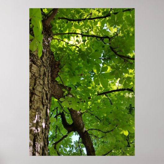 Poster sous l'arbre (Devant)