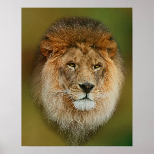 Poster South Africa Majestic Lion Close up (Devant)