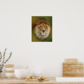 Poster South Africa Majestic Lion Close up (Cuisine)