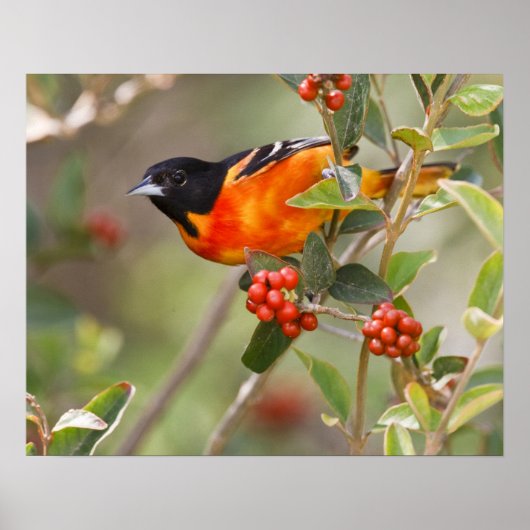 Poster South Padre Island, Texas, USA, Baltimore Oriole (Devant)