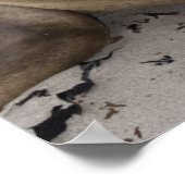 Poster Southern Elephant Seal Mirounga leonina) (Coin)