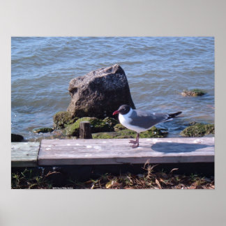 Poster Southport, Caroline du Nord - Mouette