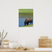 Poster Souvenir de Buffalo de Yellowstone (Cuisine)