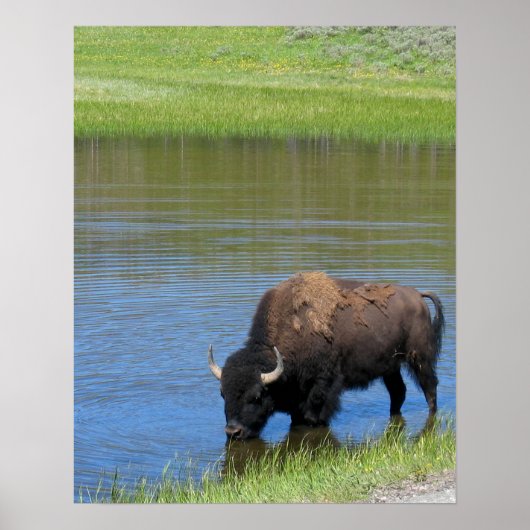 Poster Souvenir de Buffalo de Yellowstone (Devant)