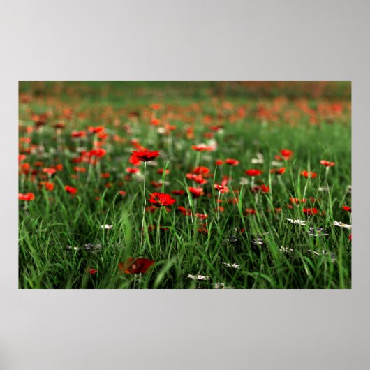 Poster Souvenir (Jour du Souvenir) (Devant)