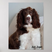 Poster spaniel Springer (Devant)