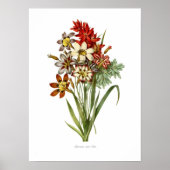 Poster Sparaxis et Ixia spp. (Devant)