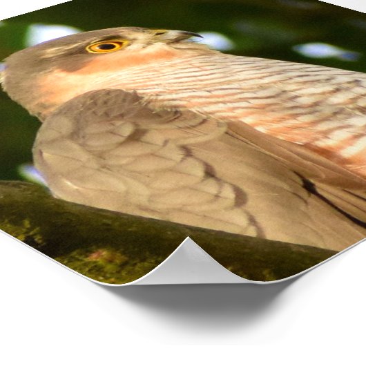 Poster Sparrowhawk (Coin)