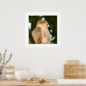 Poster Sparrowhawk (Cuisine)