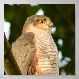 Poster Sparrowhawk