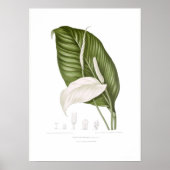 Poster Spathiphyllopsis minahassae (Devant)
