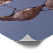 Poster Spatule rosée avec des willet dans des eaux peu pr (Coin)