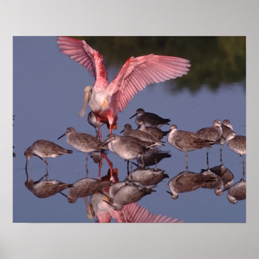 Poster Spatule rosée avec des willet dans des eaux peu pr (Devant)