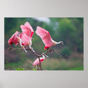 Poster Spatules rosées (Ajaia Ajaja) à l'atterrissage