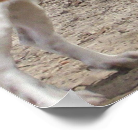 Poster Spay, Neuter, Microchip (Coin)