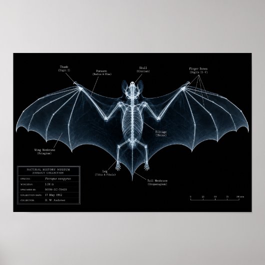 Poster Spécimen de musée de squelette de chauve-souris au (Devant)