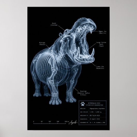 Poster Spécimen de zoo Hippopotame aux rayons X (Devant)
