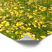 Poster Speckle Park Cattle Under Rain Show, Sunset Sky (Coin)