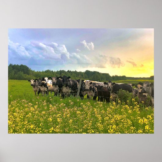 Poster Speckle Park Cattle Under Rain Show, Sunset Sky (Devant)