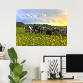 Poster Speckle Park Cattle Under Rain Show, Sunset Sky (Bureau à domicile)