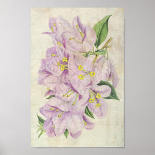 Poster Spectacle botanique vintage Bougainvillea