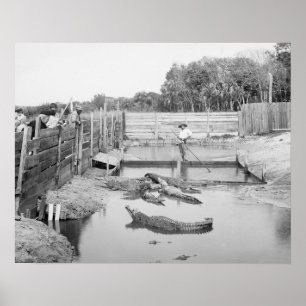 Poster Spectacle d'alligator de Floride, 1904. Photo vint