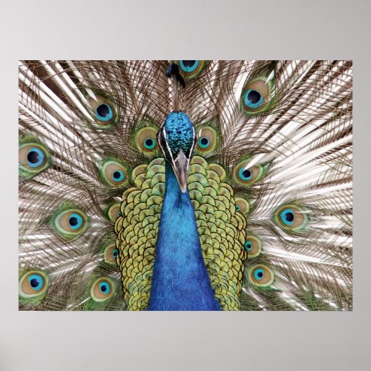 Poster Spectacle Peacock pour les visiteurs (Devant)