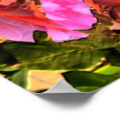 Poster Spectaculaire rose...... (Coin)