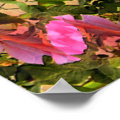 Poster Spectaculaire rose.... (Coin)