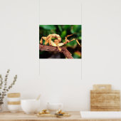 Poster Spectre de Macleay (phasme épineux), (Cuisine)