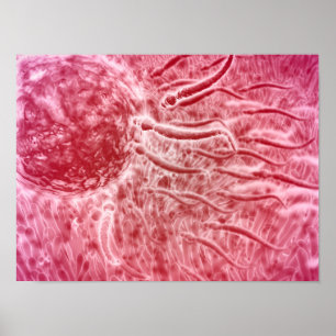 Poster Sperm Voyageant Vers Oeuf Avec Cellia