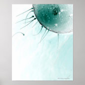 Poster Sperme Fertilisant un Ovum. (Devant)