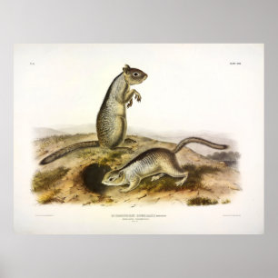 Poster Spermophile de Douglass (écureuil terrestre) - Aud