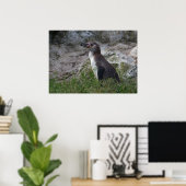 Poster Spheniscus humboldti (Bureau à domicile)