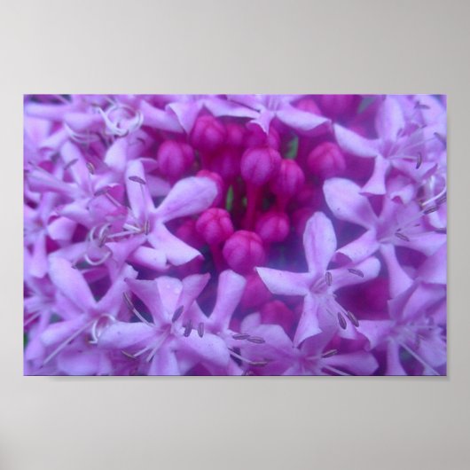 Poster Sphère de pourpre (Devant)