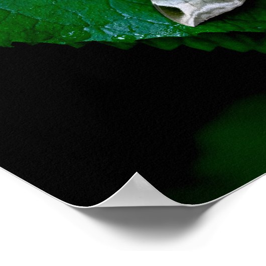 Poster Sphinx Moth sur la feuille verte (Coin)