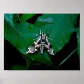 Poster Sphinx Moth sur la feuille verte (Devant)