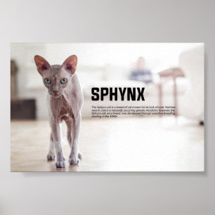 Poster Sphynx Cat