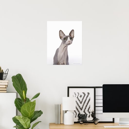 Poster Sphynx Cat with surprised expression (Bureau à domicile)