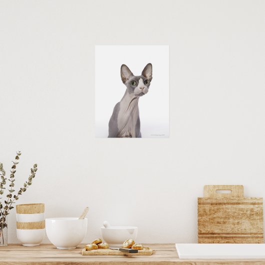 Poster Sphynx Cat with surprised expression (Cuisine)