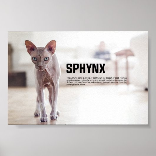 Poster Sphynx race de chats (Devant)