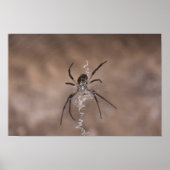 Poster Spider (Devant)